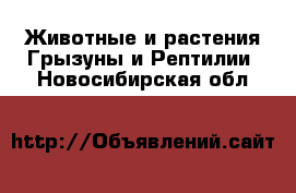 Животные и растения Грызуны и Рептилии. Новосибирская обл.